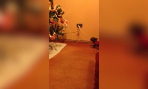 Dogs who Don't Like Christmas