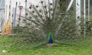 Peacocks Love to Party