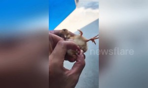 Chick born with four legs in eastern China