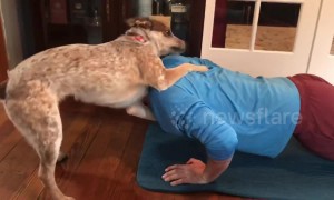 Playful dog gives owner a little extra weight as he performs push-ups