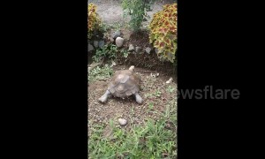 Headbanger! Unlucky turtle slides down slope - and gets stuck
