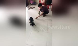 Veterinarian finds ingenious way of helping paralysed puppy to recover