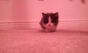 Purrfect Pouncing Cats