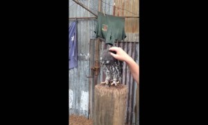 Owl makes adorable noises when being scratched