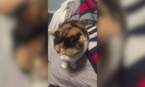 Funniest Cats of the Year