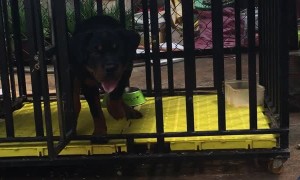 Cutest Escape Artist Ever