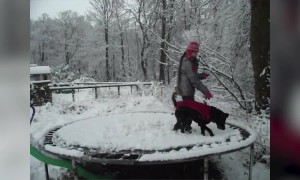 You Have to see these Snow-Loving Dogs