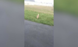 Good Dog Protects Home from Geese