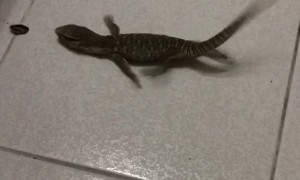 Slippery Floor Foils Future Feast