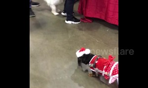 This wheelchaired pup is all ready for Christmas