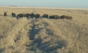 Herd of Moose Relax in Canola Field