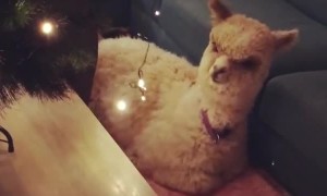 Pet Alpaca Not Sure About Christmas