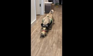 Pug faces off against robot counterpart. Guess who wins?