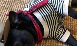 Playful Pup Does Trick for Treats