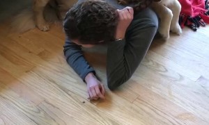 Dogs Mistake Owner's Braid for Rope Toy