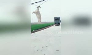 Goat hangs from power line by its horns after jumping from transport lorry