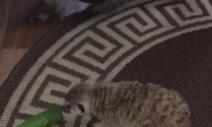 Raccoon and Meerkat Get into a Scrape Over Scraps