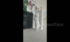 Dog prays for stocking full of presents this Christmas
