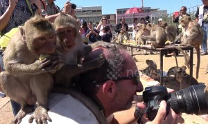 Cheeky monkeys jump onto photographer's head