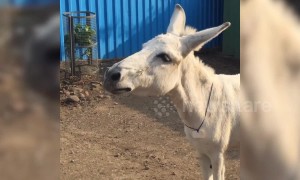 Singing donkey from India becomes internet sensation