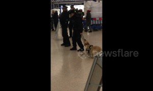 First day on the job and this police dog just wants to play!
