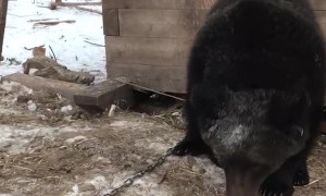 A Guy, a Bear and a Box