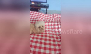 Poodle gives owner a worried look after she kicks toy dog off the bed