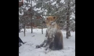 Friendly pet bear loves to play and roll around in the snow