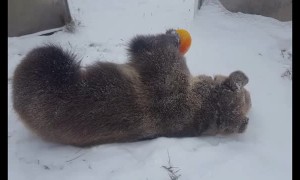 Bear Thoroughly Enjoys Snow Day