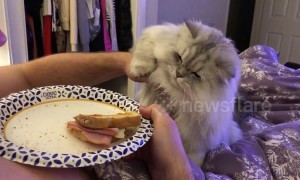 Hungry cat really wants a bite of owner's ham sandwich