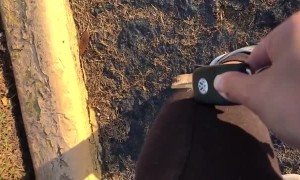 Lizard Catches a Ride