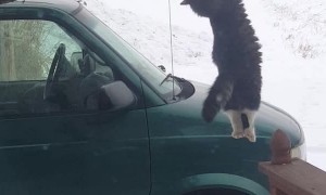 Hunting Kitty Hangs from Bird Feeder