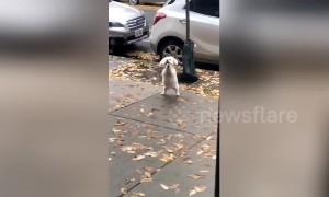 Dog's reaction to being left outside the coffee shop is too cute