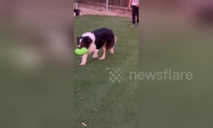 A four-legged quarterback? Aussie Shepherd intercepts American football