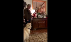 Dog barks at toy Santa after being told he's 'not a good boy'