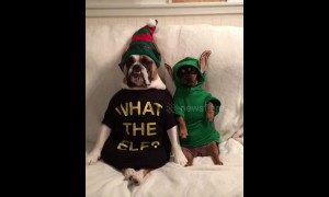 Not fooling anyone! Dogs dress up as Elf on the Shelf