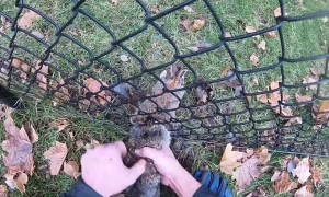 Man Frees Rabbit Trapped in Fence