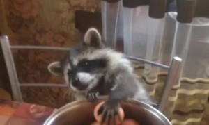 Raccoon's Paws are Too Tiny for Eggs
