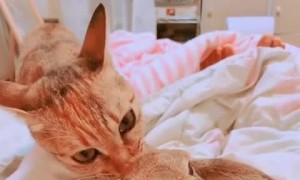 Kitty Cleans Bunny Buddy