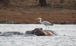 Heron bird unbelievably balances on the back of a hippo