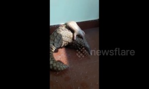 Mother and baby pangolin taste freedom after being rescued from poachers