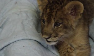 Lion cub lets out the cutest roar ever
