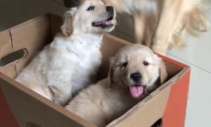 Golden Retriever Gets a Puppy Surprise