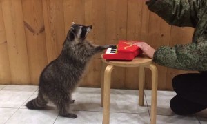 Raccoon Pianist
