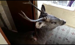 Oh deer! Unexpected guest breaks into school in northern India