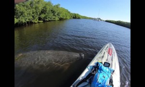 Friendly Manatee Visits Paddle Boarders