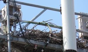 Eagle Makes Nest Atop Cell Phone Tower