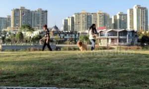 Golden retriever gets confused when its owners walk in different directions