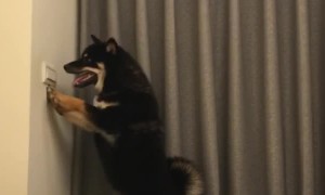 Dog Discovers the Light Switch
