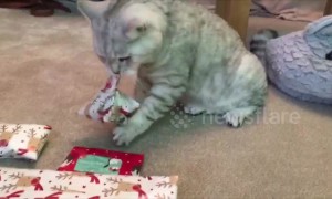 Clever cat unwraps his own Christmas present